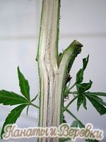 канат пеньковый